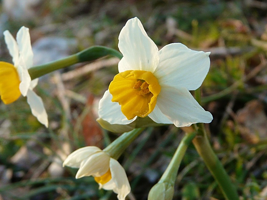 Narcissus tazetta